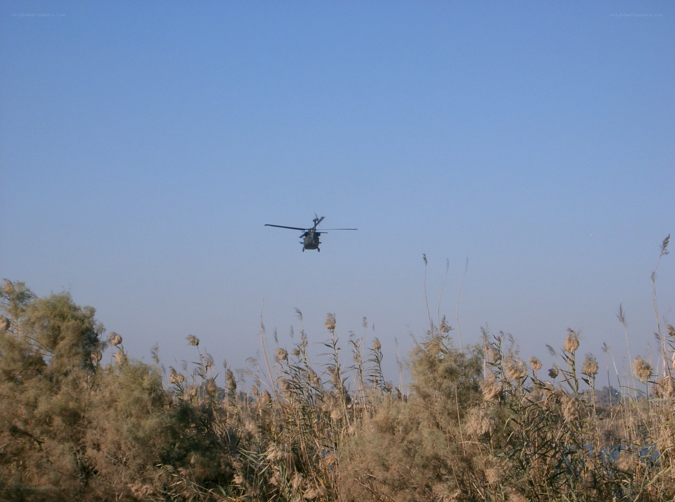 Helicopter flying over reeds