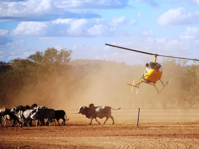 Helicopter Herding Cattle