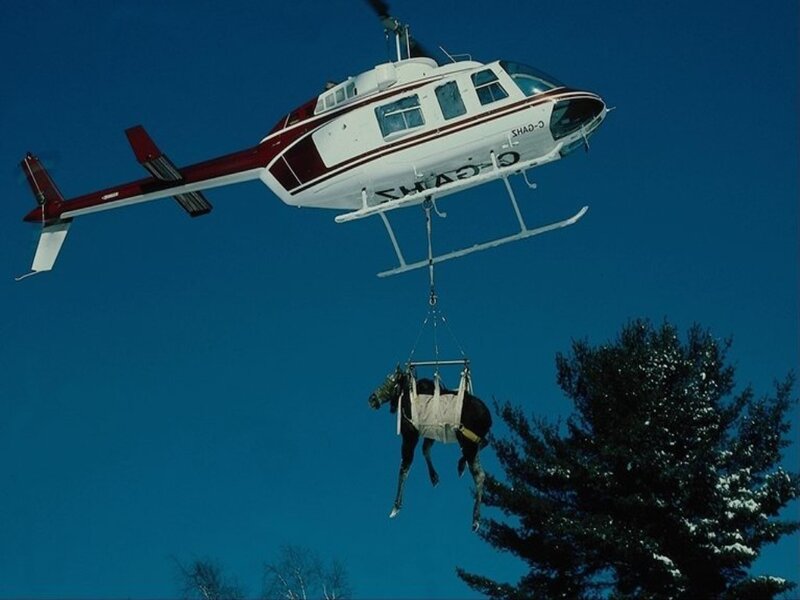 Helicopter lifting moose