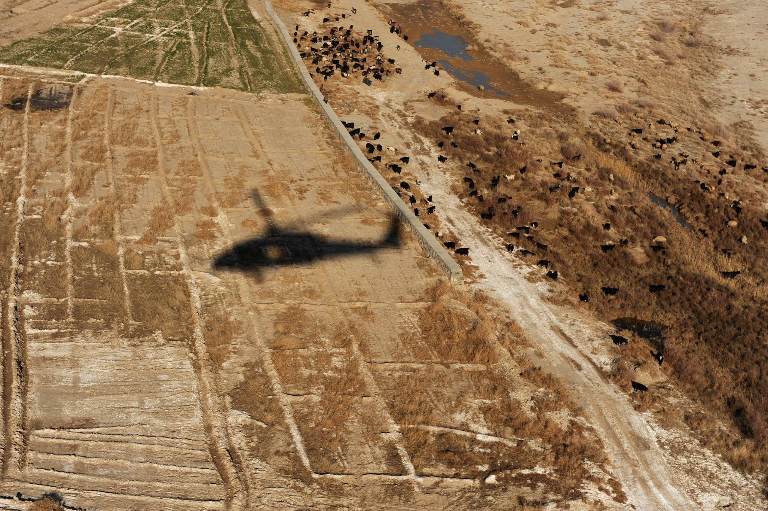 Helicopter shadow over grazing land