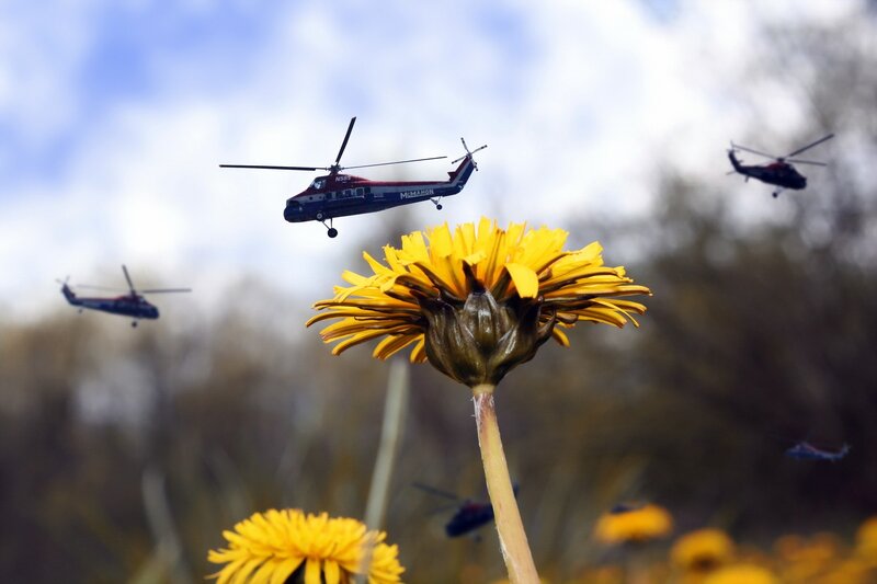 Helicopters over Dandelion