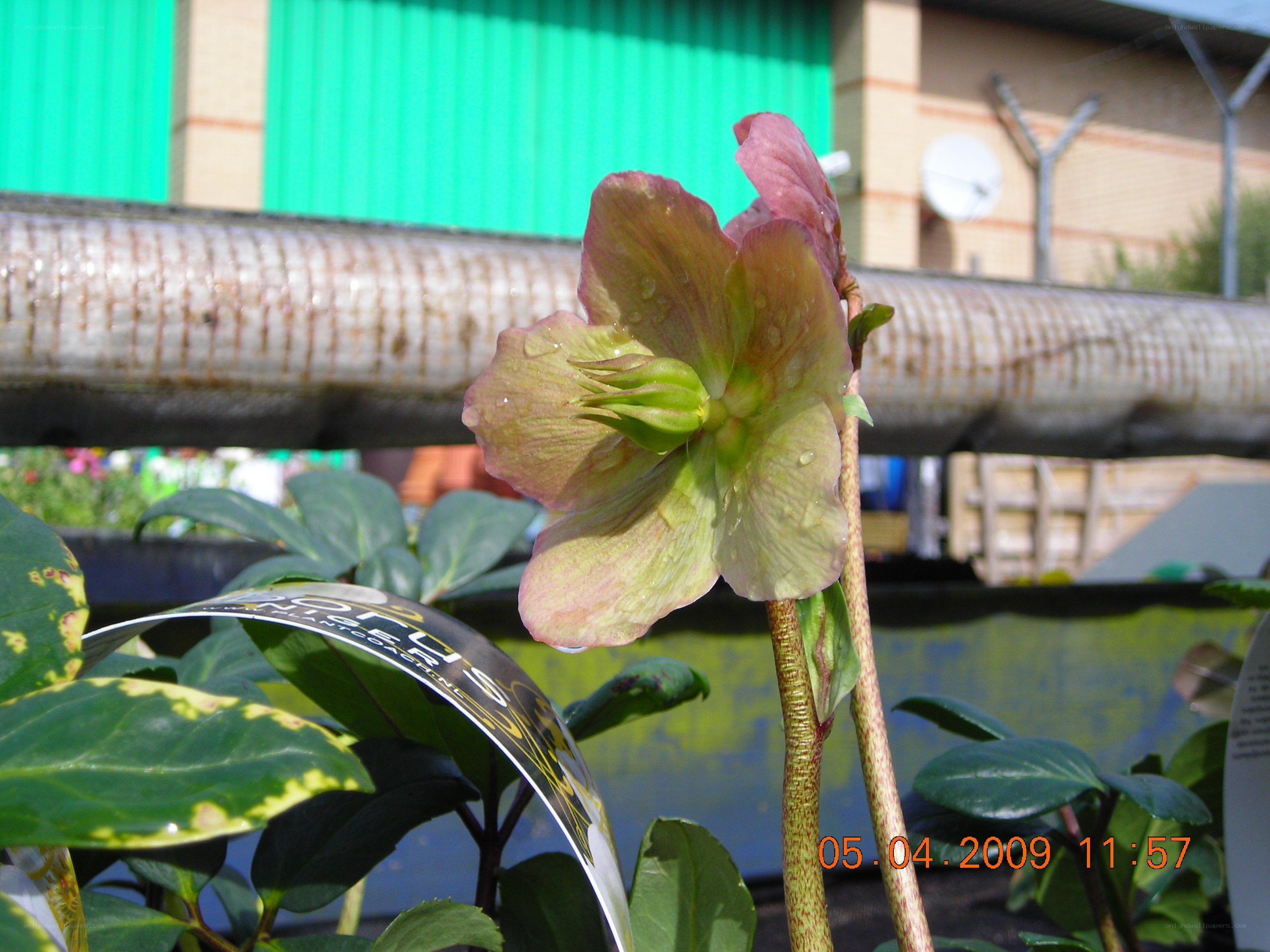 Hellebore flower in bloom