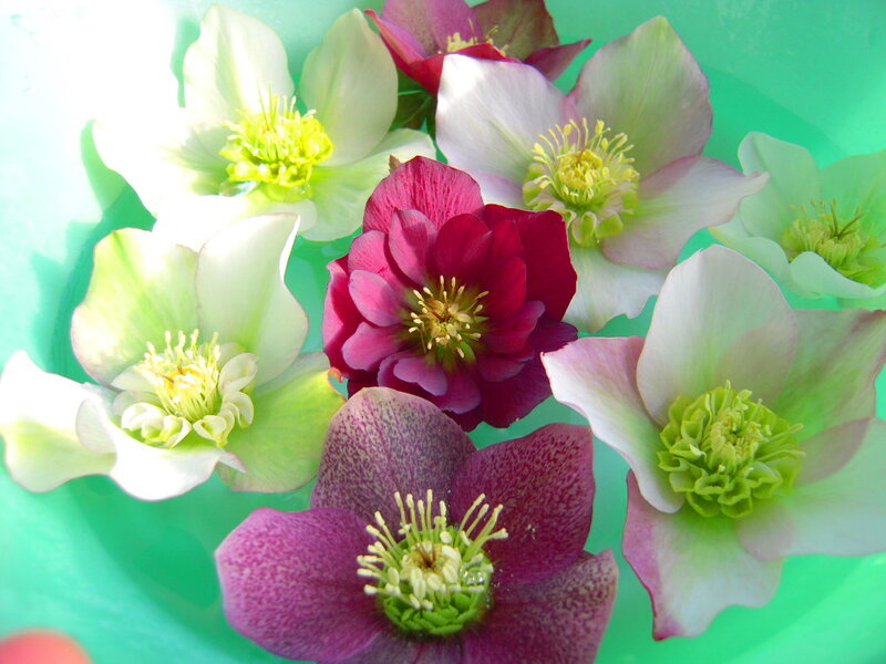 Hellebore Flowers — Green