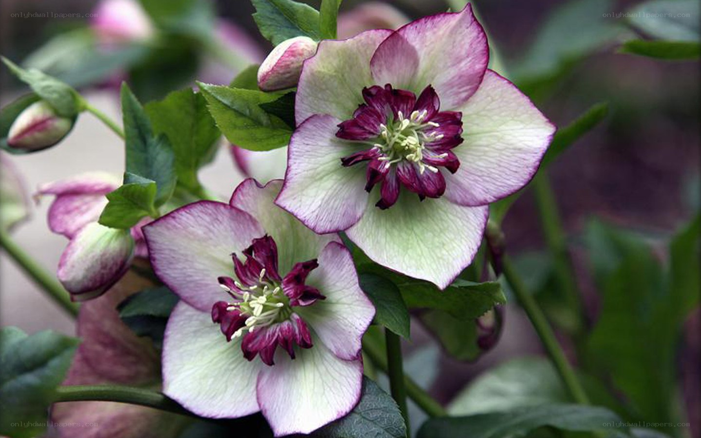 Hellebore flowers in bloom
