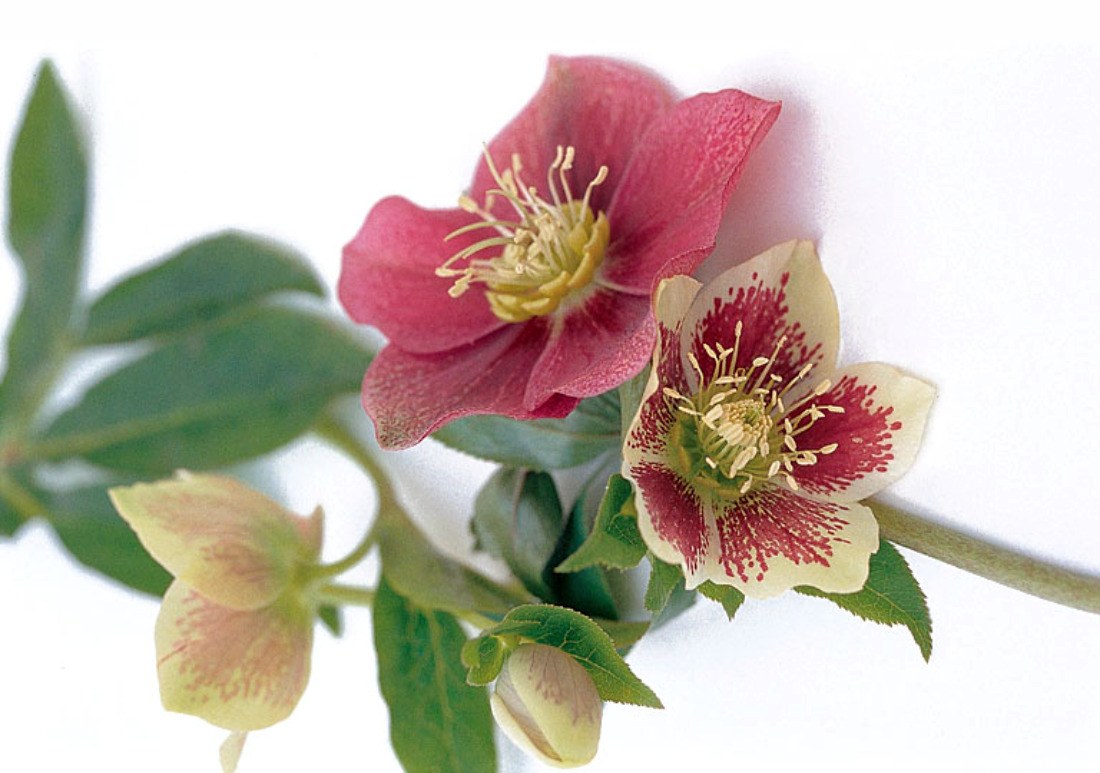 Hellebore flowers in bloom