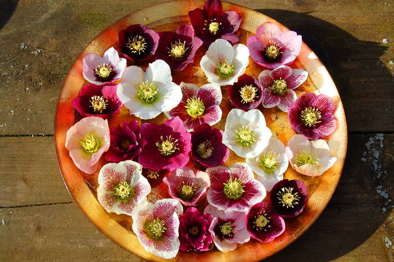 Hellebore Flowers in Bowl
