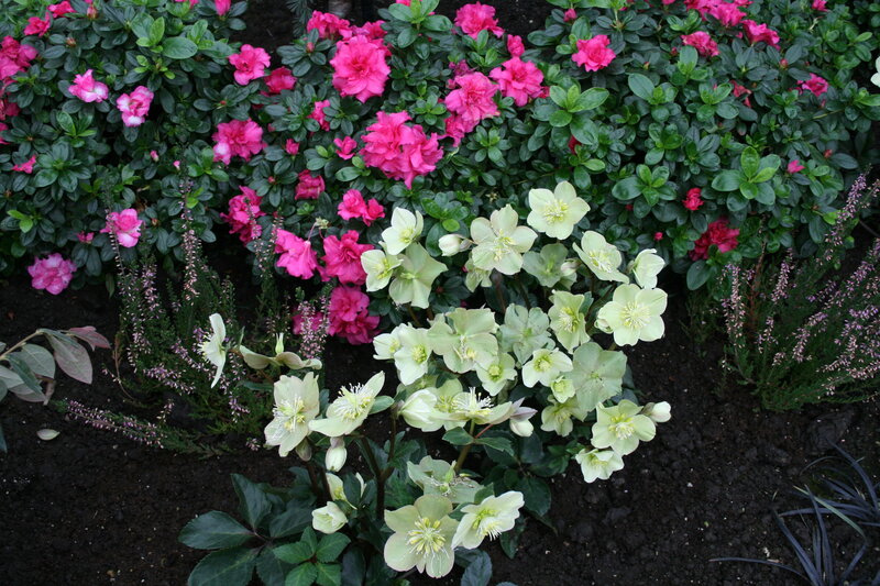 Hellebore Flowers in Garden
