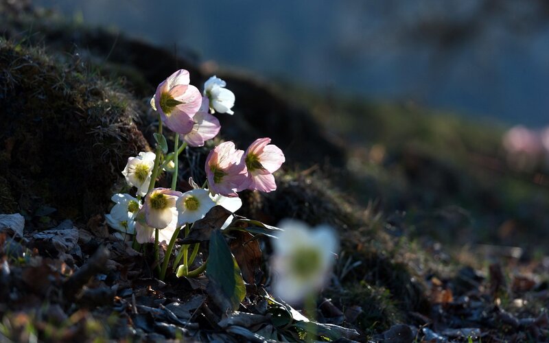 Hellebore flowers in sunlight