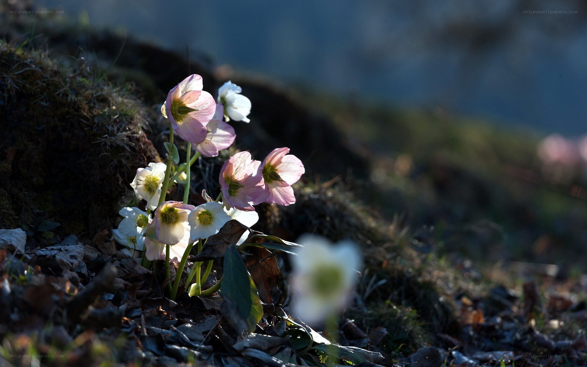 Hellebore flowers in sunlight