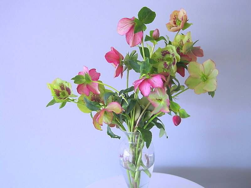 Hellebore Flowers in Vase