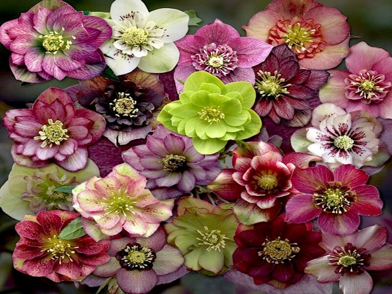 Hellebore Flowers — Pink, Calm