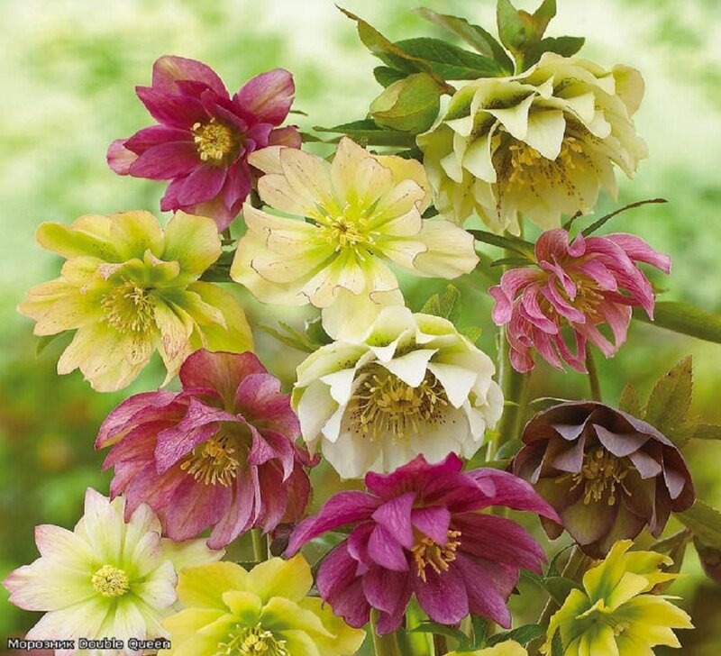 Hellebore Flowers — Pink