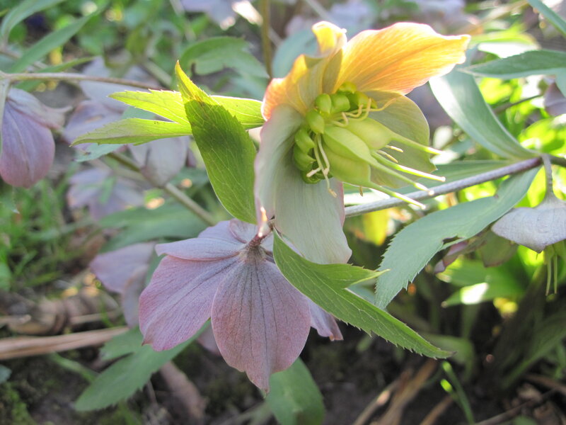 Hellebore Flowers