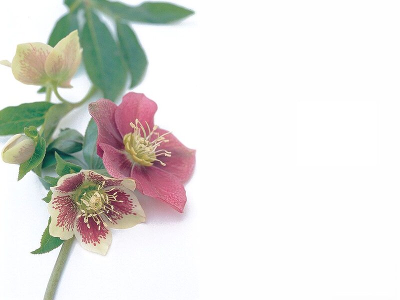 Hellebore Flowers — White, Calm