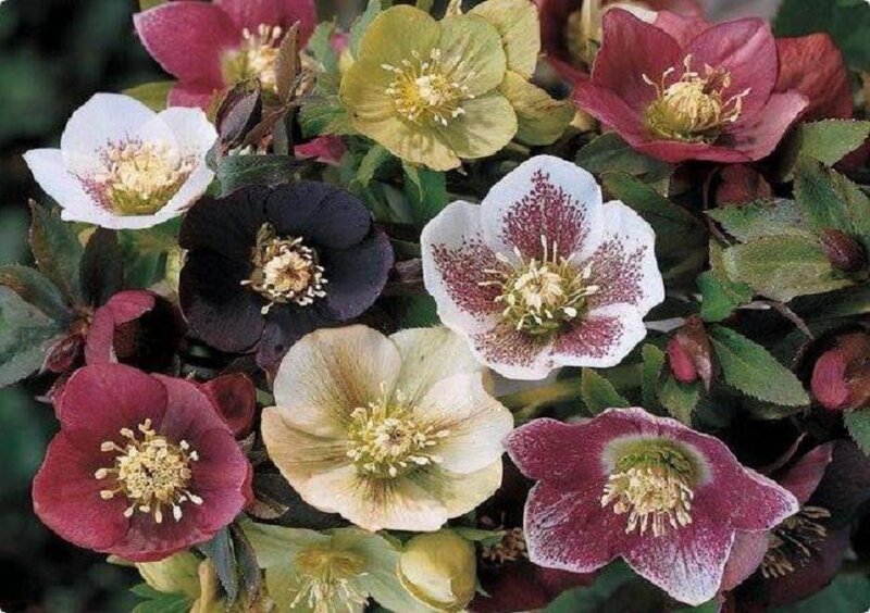 Hellebore Flowers — White