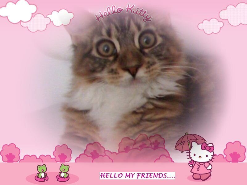 Hello Kitty themed cat photo