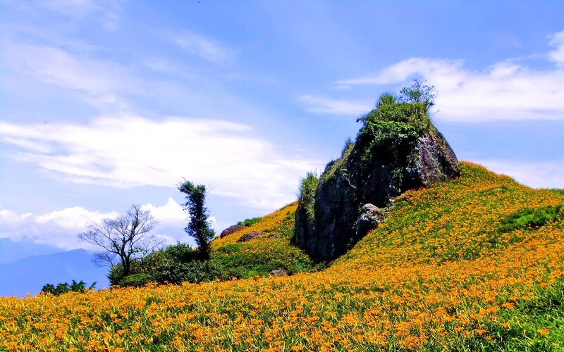 Hemerocallis field with rock formation
