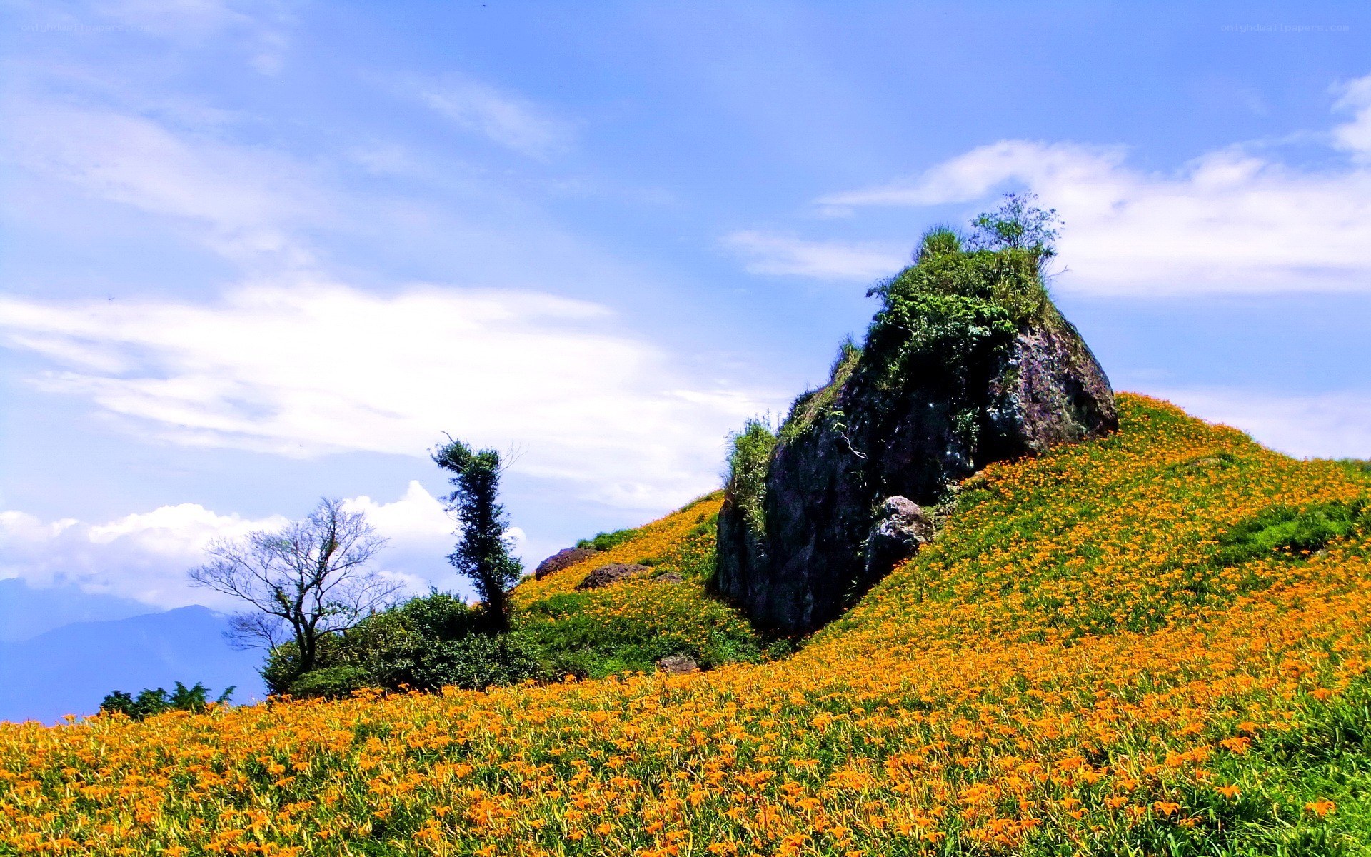 Hemerocallis field with rock formation