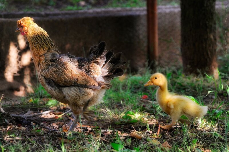 Hen and Duckling