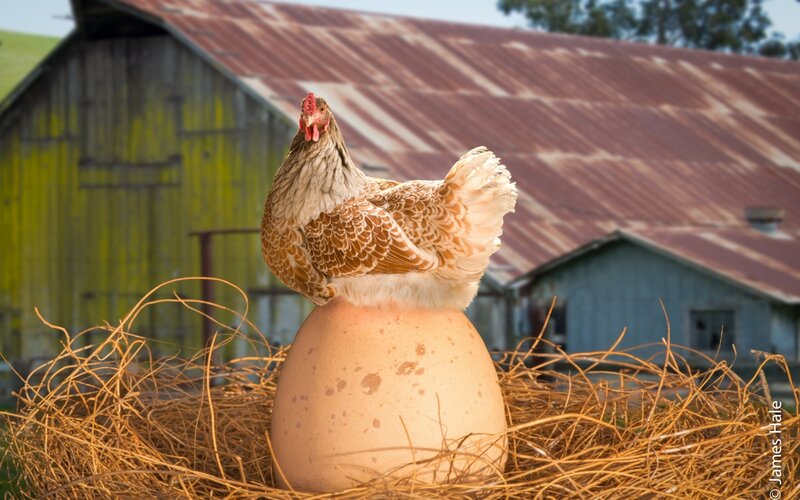 Hen on Giant Egg