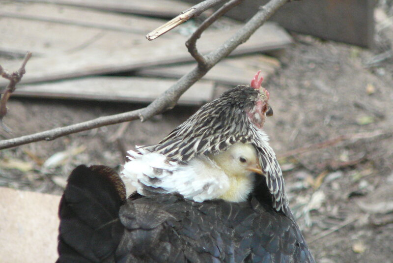 Hen with Chick — Black, Calm