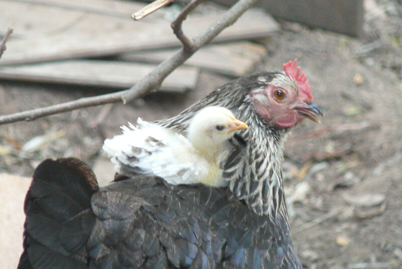 Hen with Chick — Black