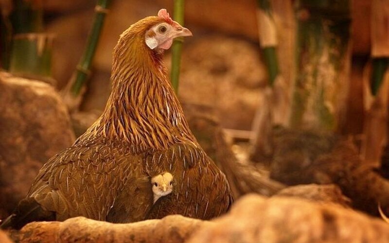 Hen with Chick — Brown