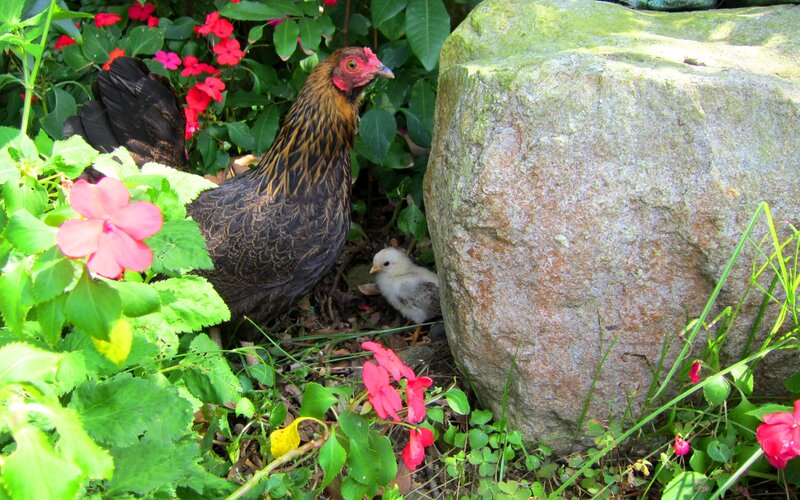 Hen with Chick
