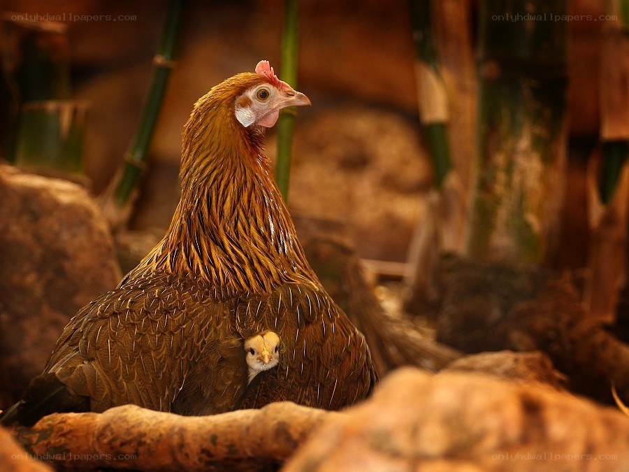 hen with chick under wing