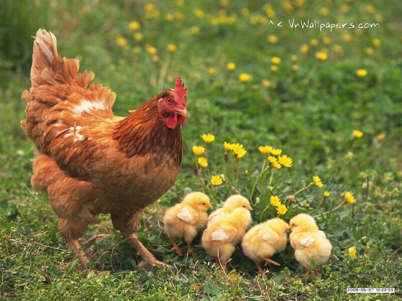 hen with chicks in field