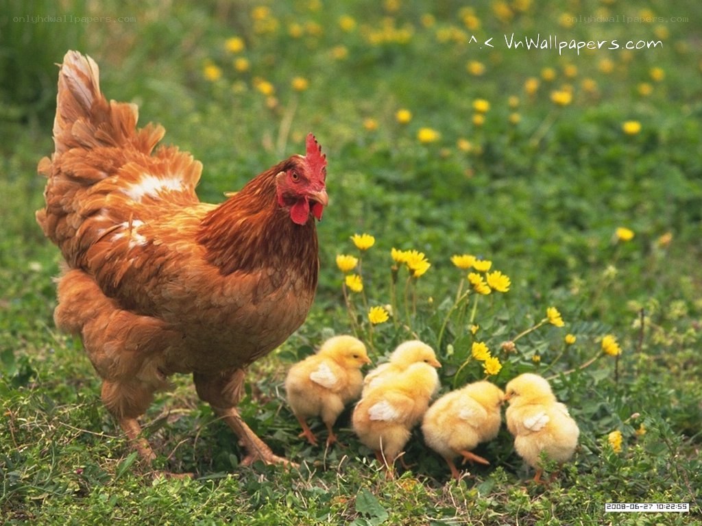 hen with chicks in field