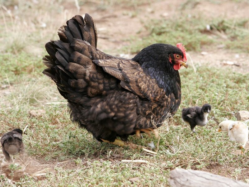 hen with chicks in grass