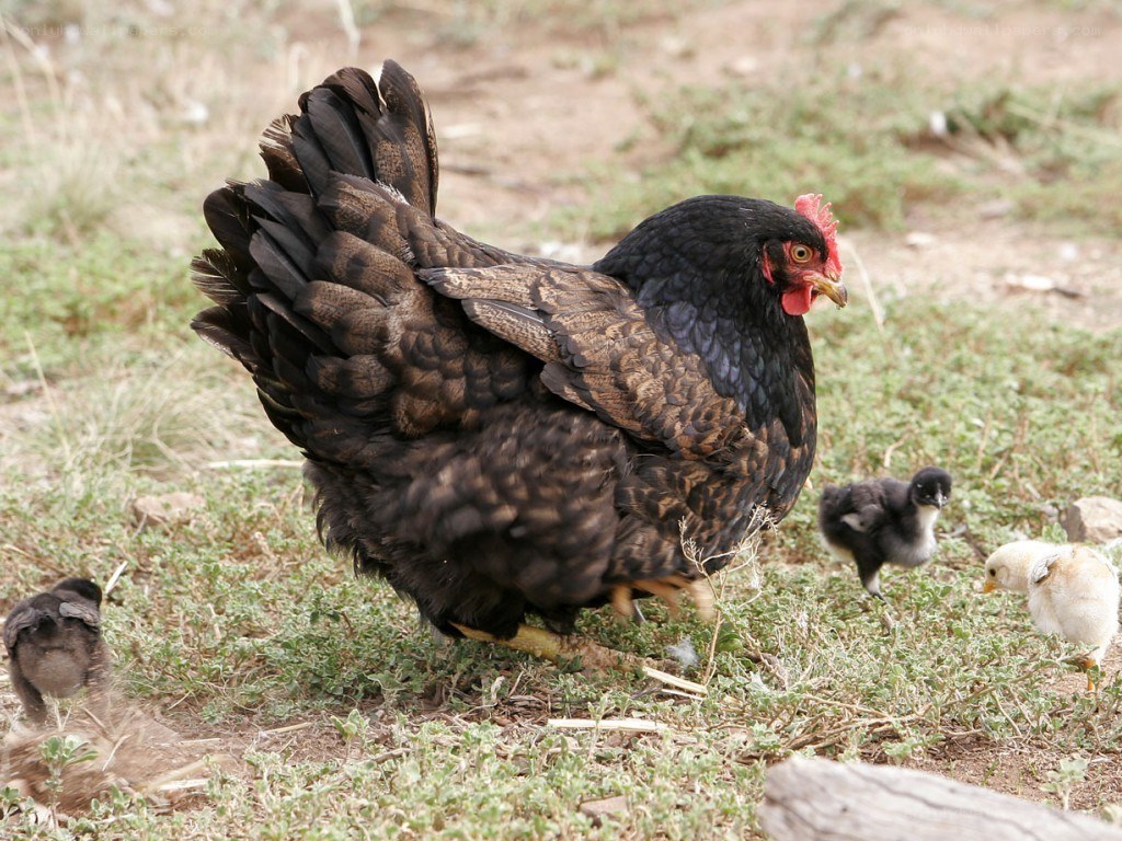 hen with chicks in grass