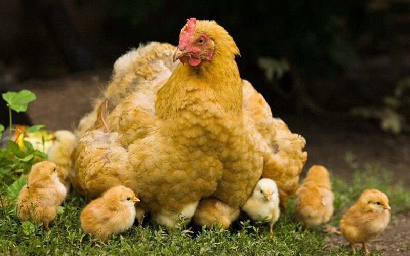 hen with chicks in grass