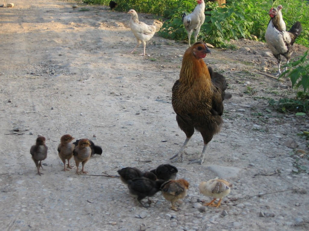 Hen with chicks on a dirt path