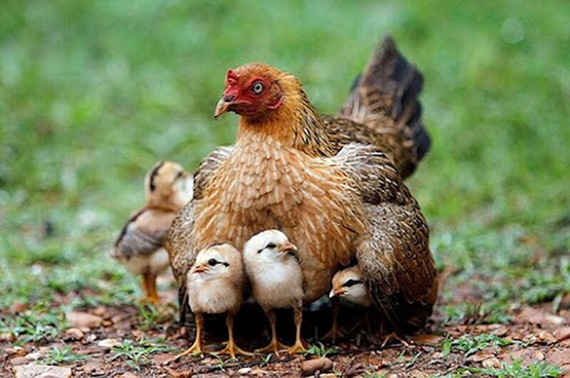 Hen with Chicks