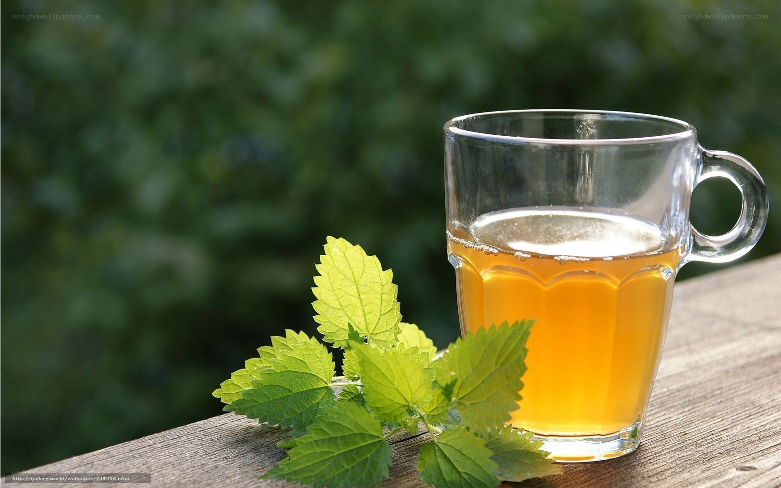 Herbal tea with fresh leaves