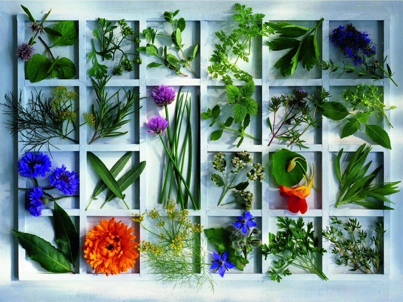 Herbs and Flowers in Grid
