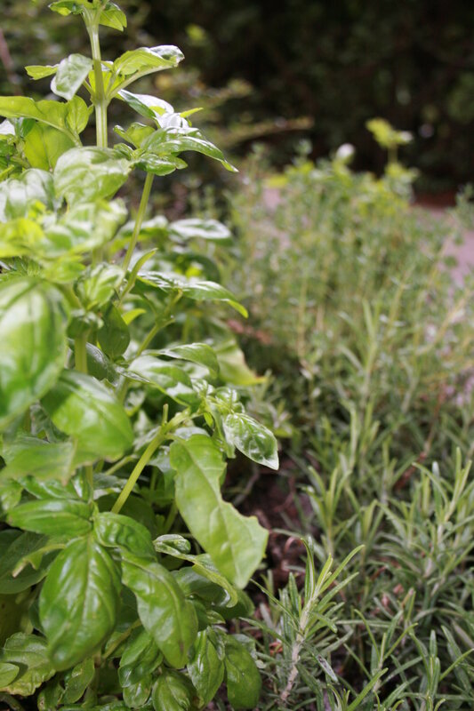 herbs in a garden