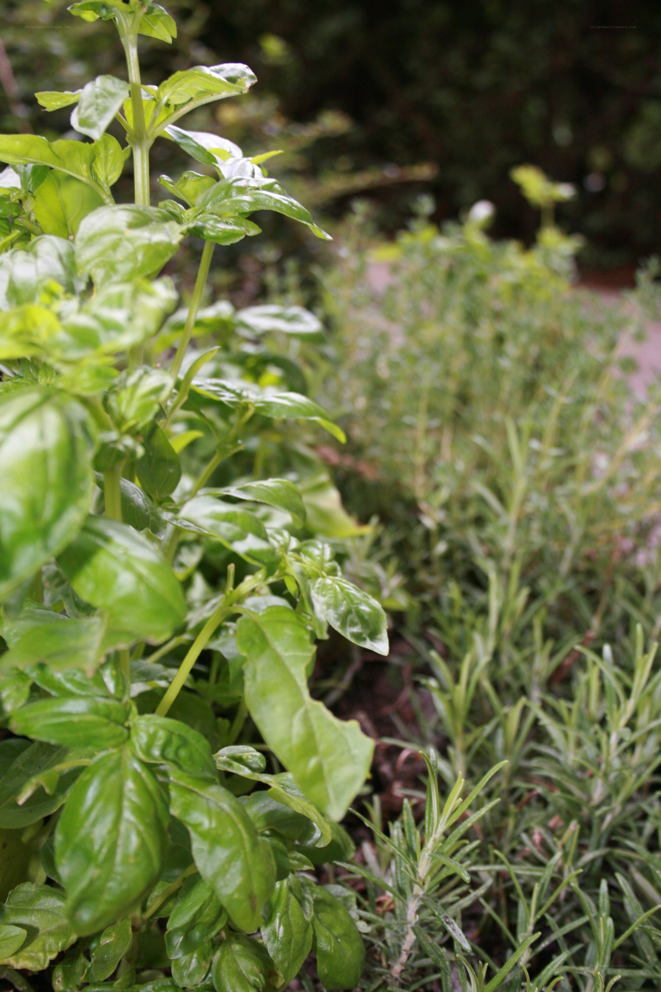 herbs in a garden