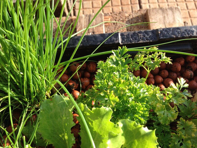 Herbs in a Planter