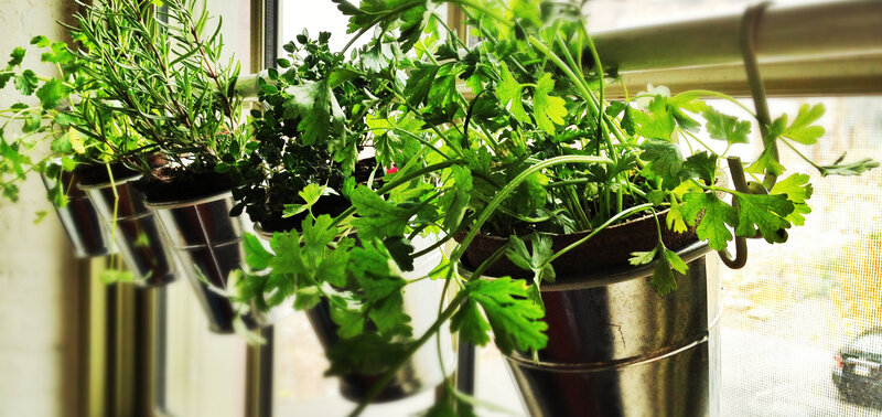 Herbs in Metal Pots