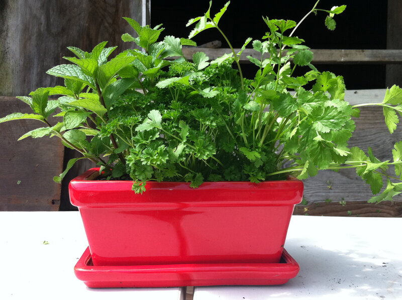 Herbs in Red Pot