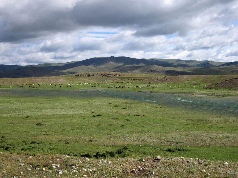 Herd of Animals in Field