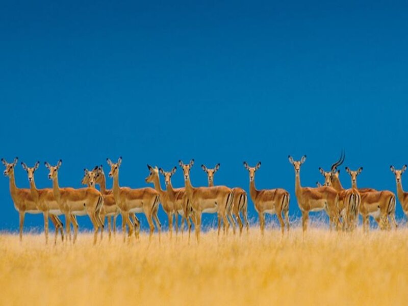 Herd of Antelopes — Blue
