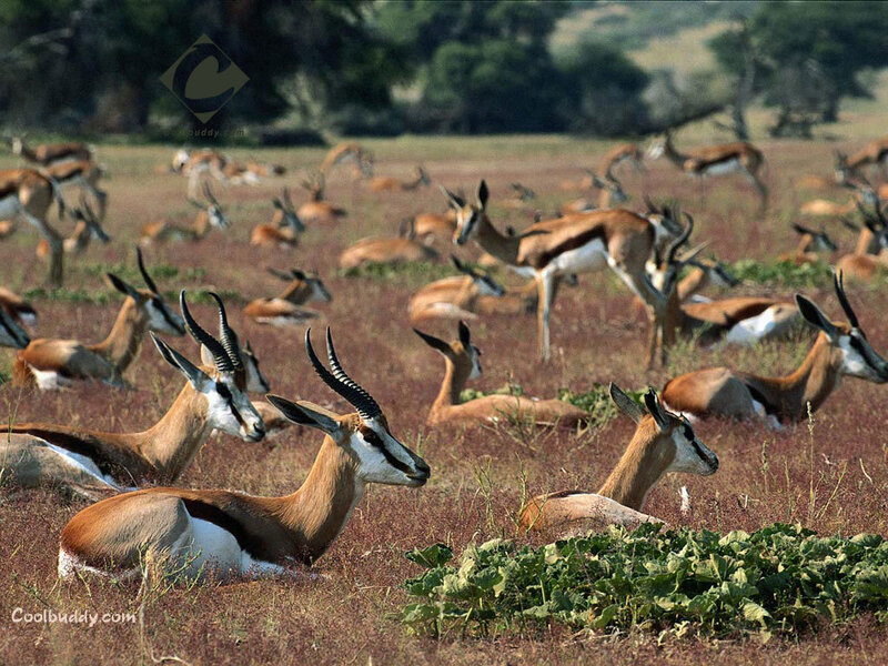 herd of antelopes in field