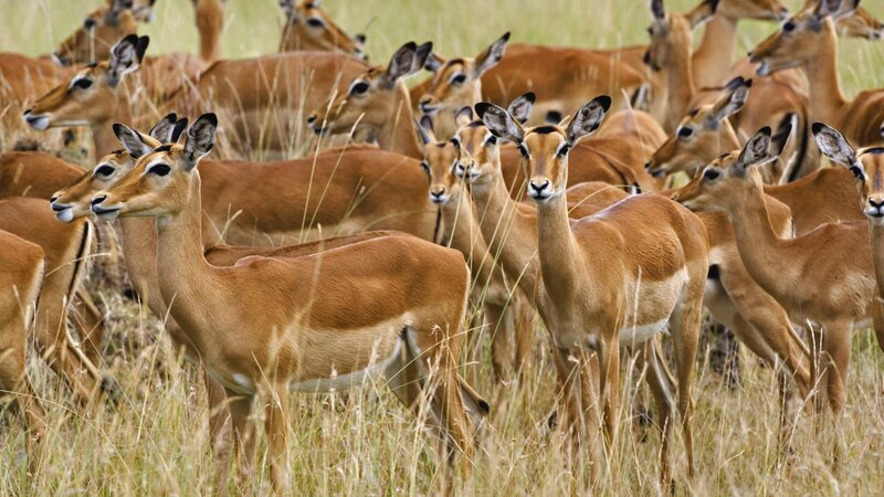 herd of antelopes in grassland