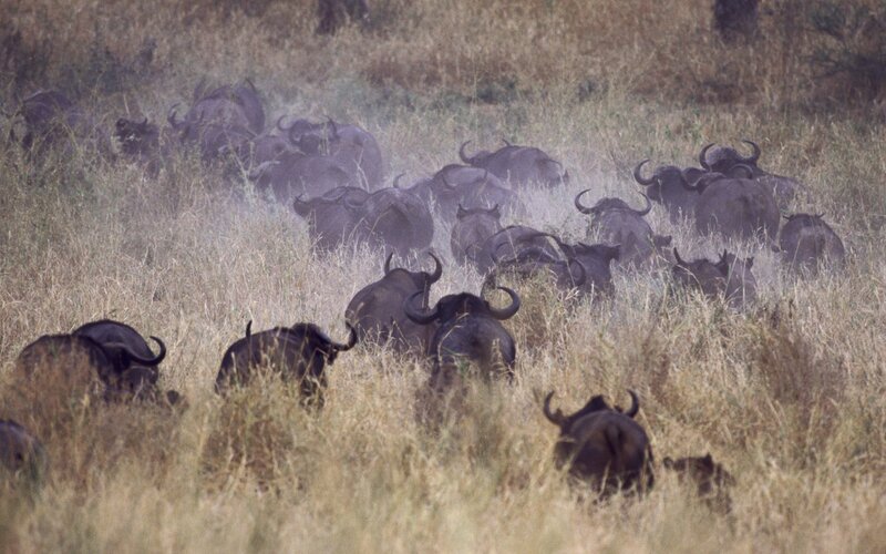 herd of buffalo in grassland