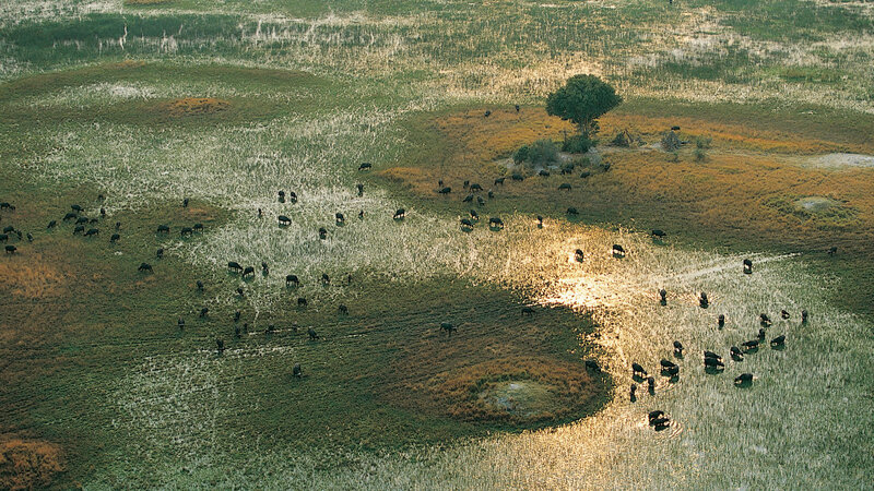 Herd of Buffalo
