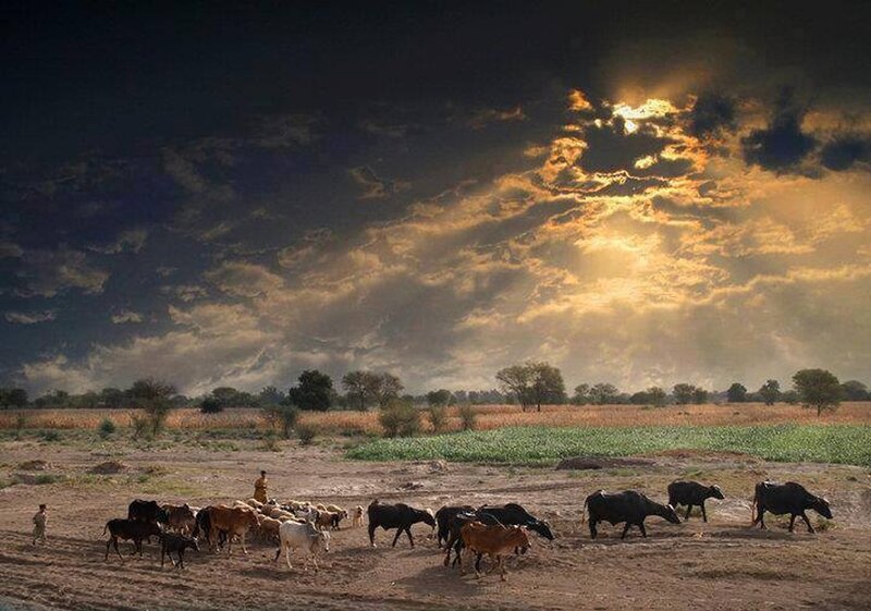 Herd of Cattle and Buffalo